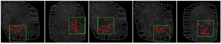 How Fingerprints Differ (and Don't)