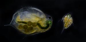 Daphnia