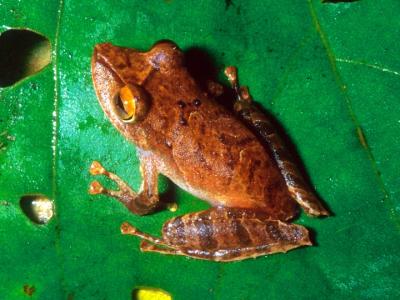 Pristimantis educatoris