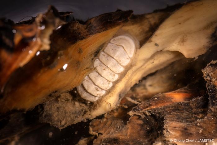 Ferreiraella populi on woodfall Image