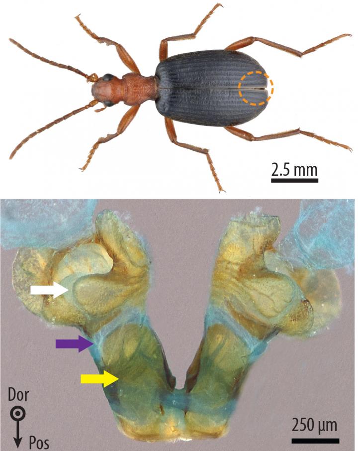 Bombardier Beetle Physiology -- Secrets of Sprays Unlocked