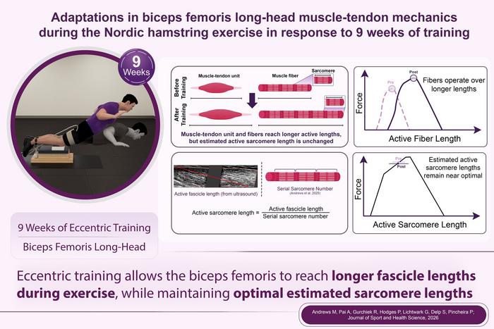 Hamstring mechanical adaptations to eccentric training.