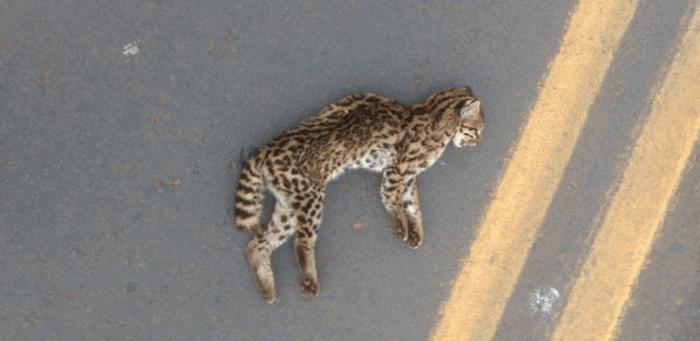 Pathogenic fungus transmitted by domestic cat scratches is present in wild animals