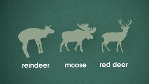 The Deadly Five: Chronic Wasting Disease