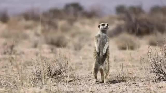 Meerkat