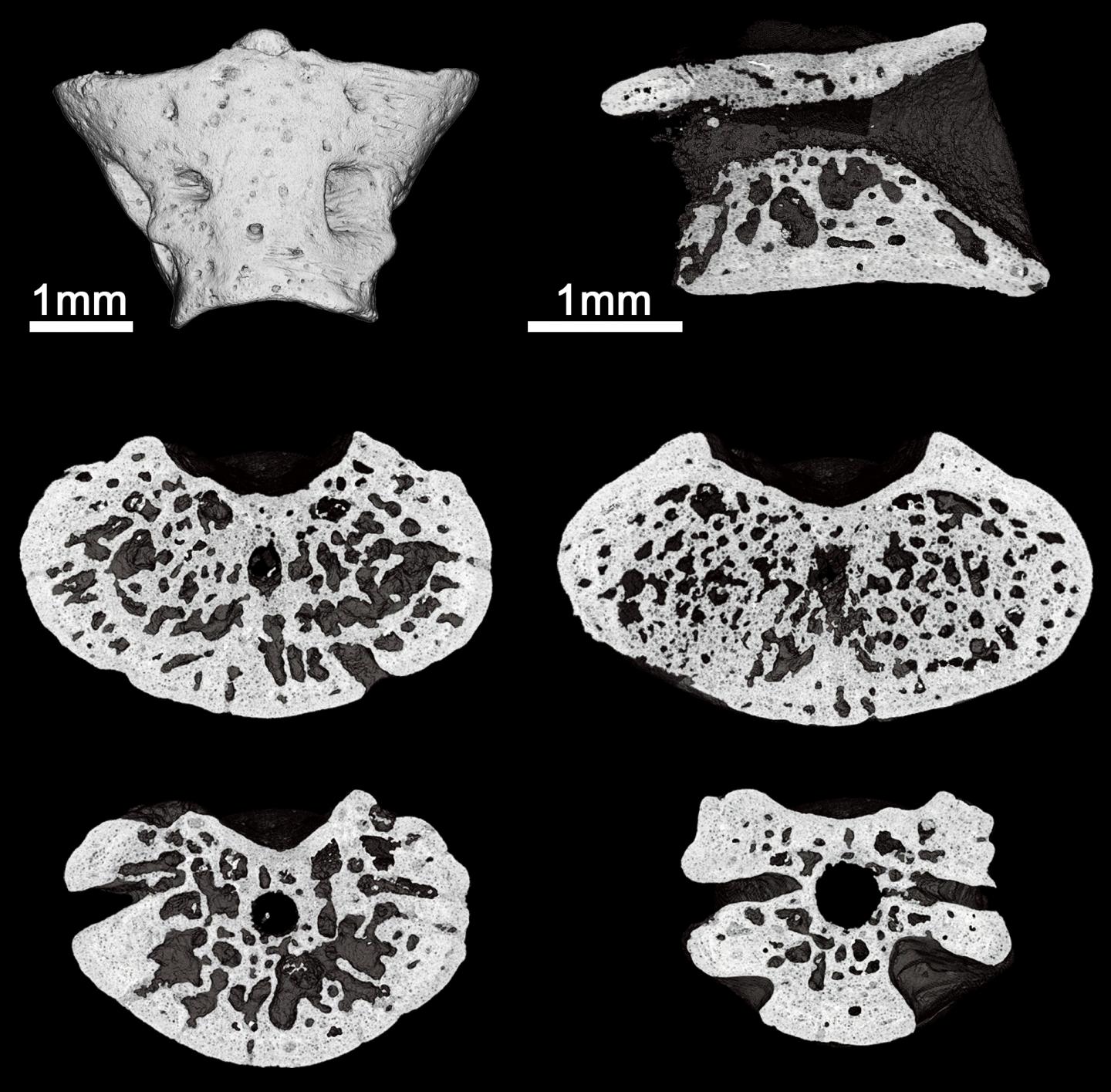 Egoria Sections