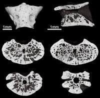 Egoria Sections