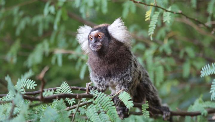 Marmoset Monkey