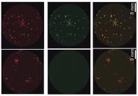 Yaqub Hanna, Weizmann Institute of Science (2 of 2)