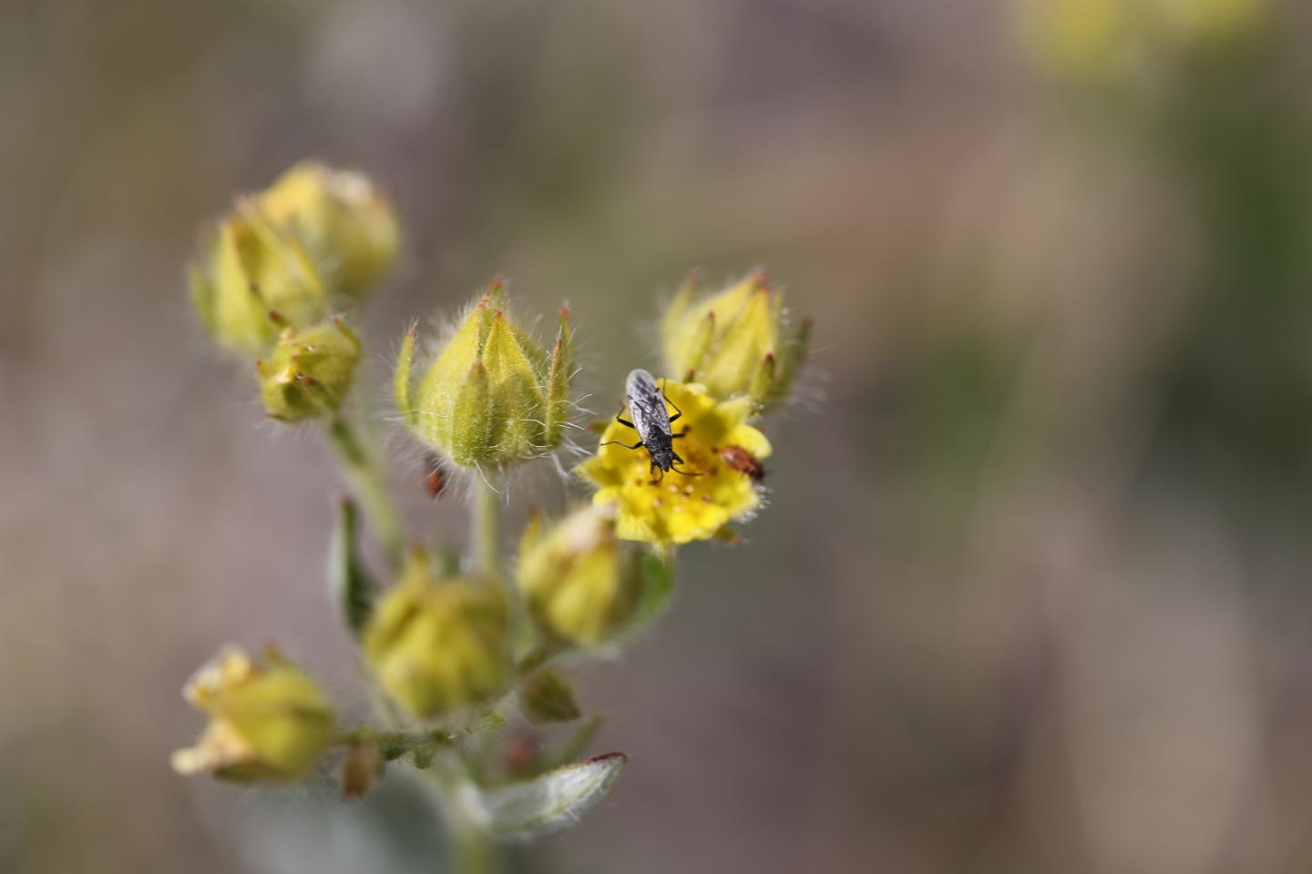 Arctic-Alpine Seed Bug