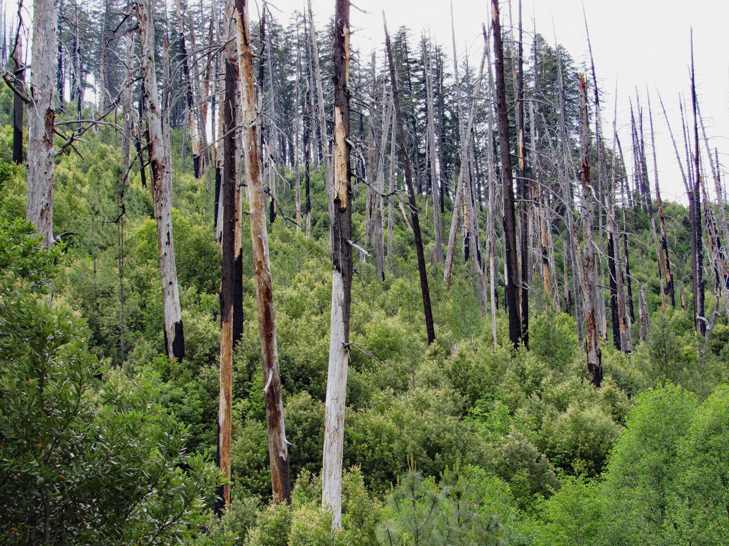 Bear Fire 1994