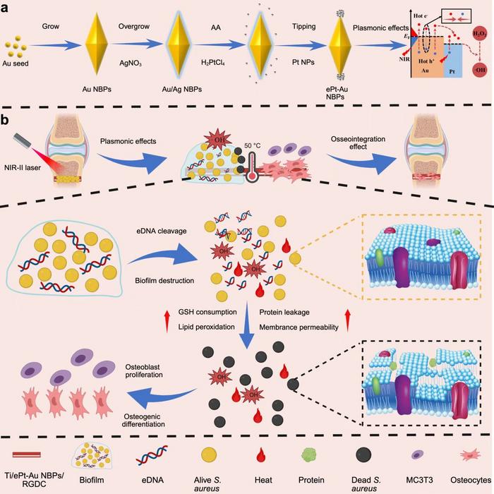 Figure 1 Ti/ePt-Au NBPs/RGDC was engineered for hypoxic bacterial biofilm eradication and bone repair.