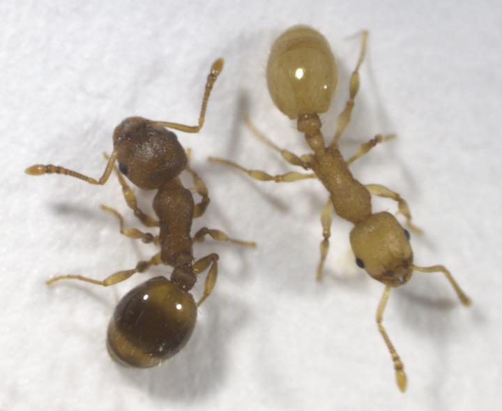 Healthy and infected <em>Temnothorax nylanderi</em>