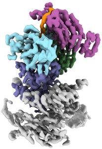 New way to intentionally discover molecular glues could expand drug discovery