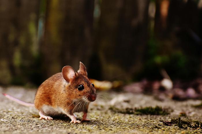 Mouse brains register the difference between touching something and being touched
