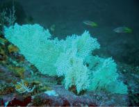 <i>Eugorgia mutabilis</i> (2 of 2)
