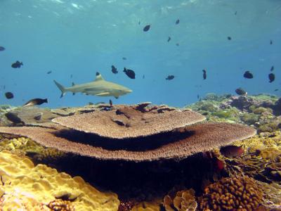 Black Tip Reef Shark