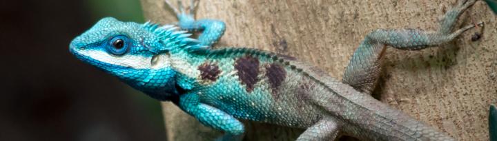 Reptile in trade