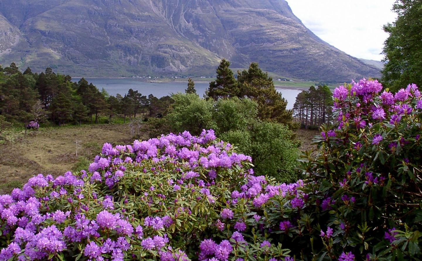 <i>Pontic rhododendron</i>