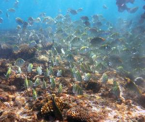 Eliminating invasive rats may restore the flow of nutrients across food chain networks in Seychelles
