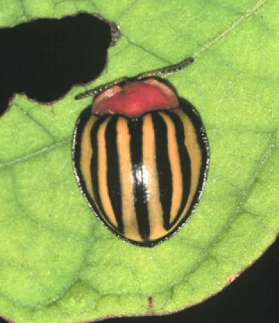 Beetle