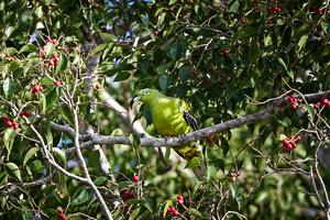 Timor green pigeon