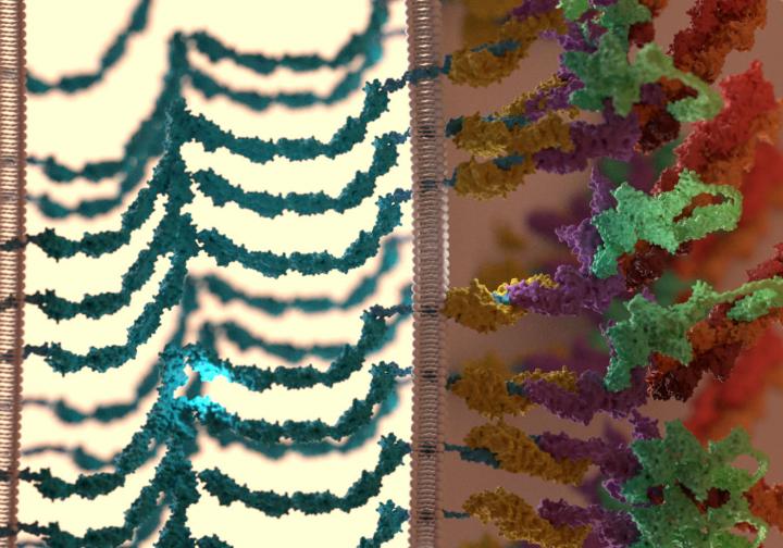 Figure Intracellular Adherens Junctions