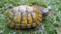 Red-Eared Slider