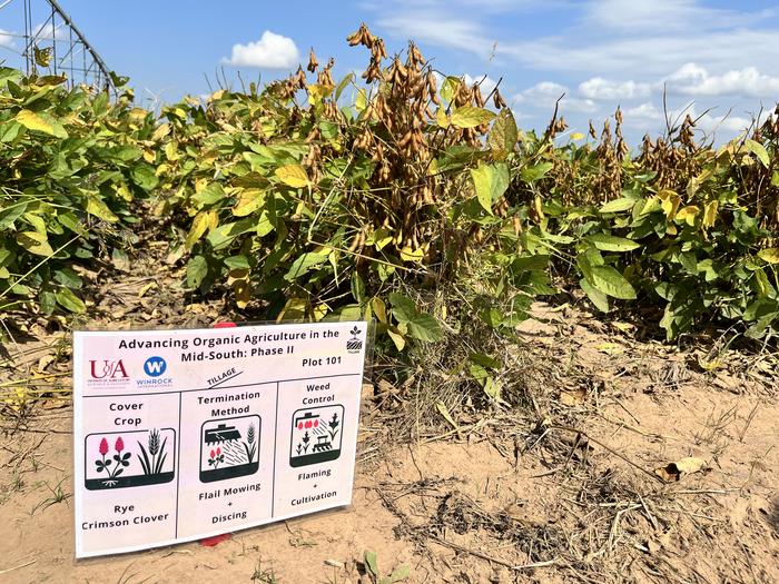 Organic soybeans