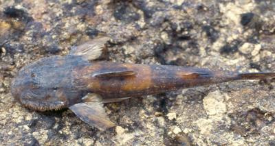 Climbing Catfish