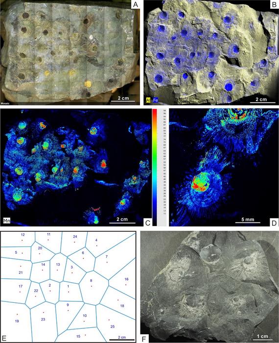 In-situ fossil assemblage of N. calypta with XRF elemental maps