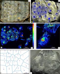 In-situ fossil assemblage of N. calypta with XRF elemental maps