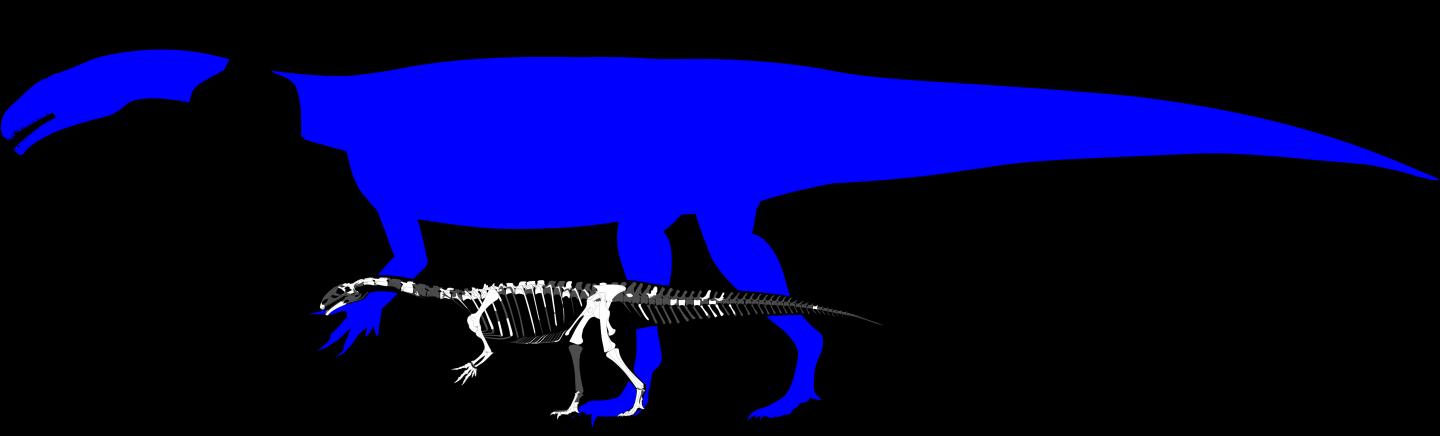 Skeletal reconstruction