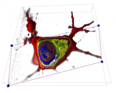 A 3-D Image of a Cell (With a Cross-Section)