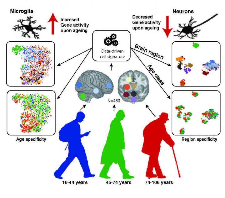 Neurons and Glia with Age