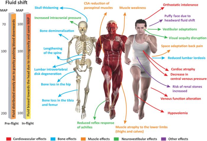 Physiological adaptations due to microgravity in outer space.
