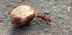 Diet determines the bacteria present in microbial gardens cultivated by ants