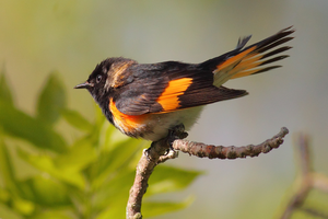 American Redstart