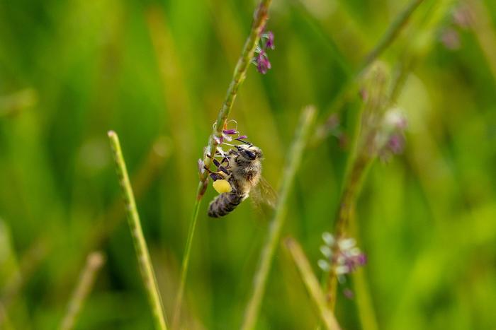 Bees and centipedegrass