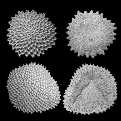 Mode of Reproduction Obvious