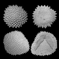 Mode of Reproduction Obvious