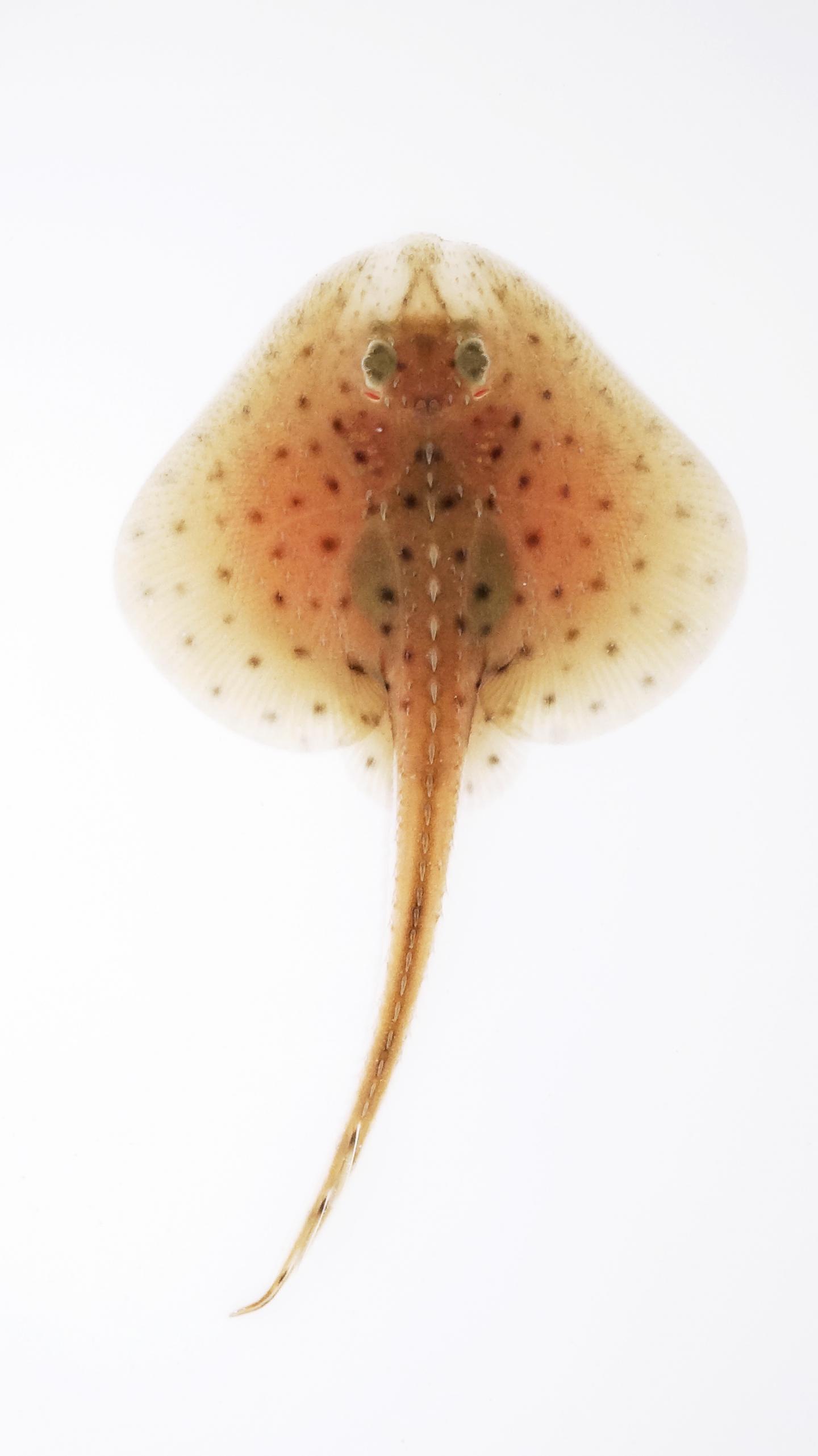Hatchling Skate
