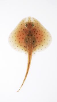 Hatchling Skate