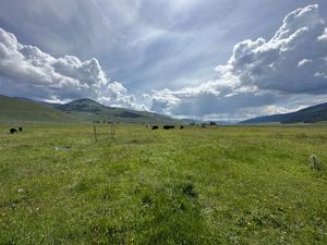 Grazing lawn site in the Lamar Valley