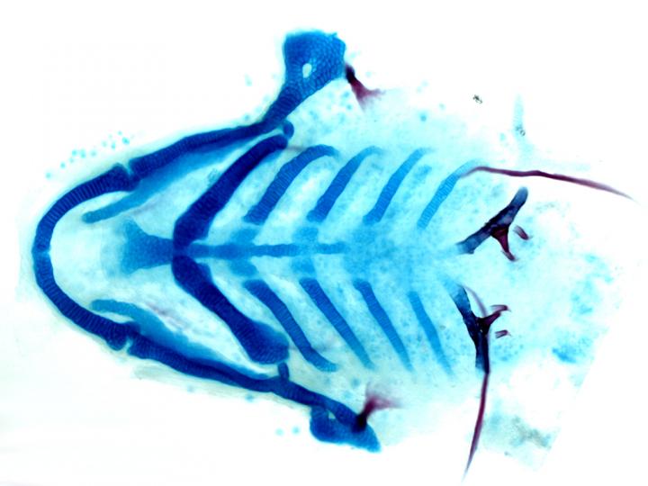 Zebrafish Face