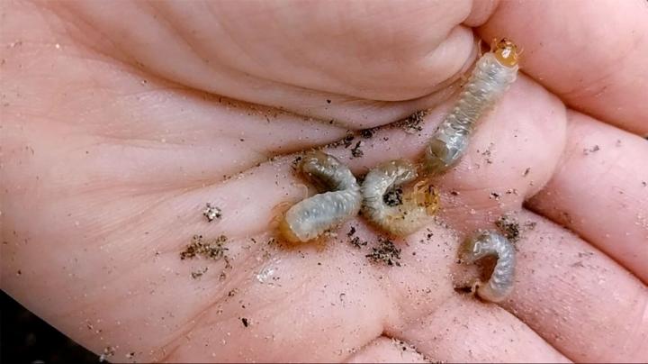 White Grubs