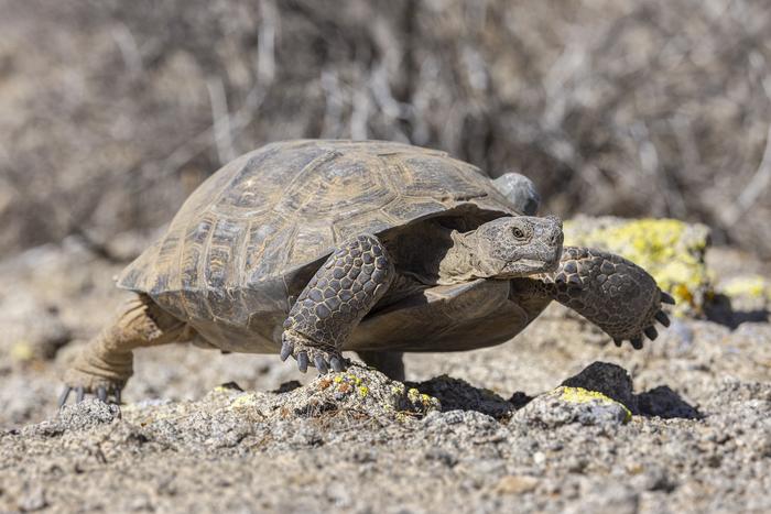 Desert Tortoise