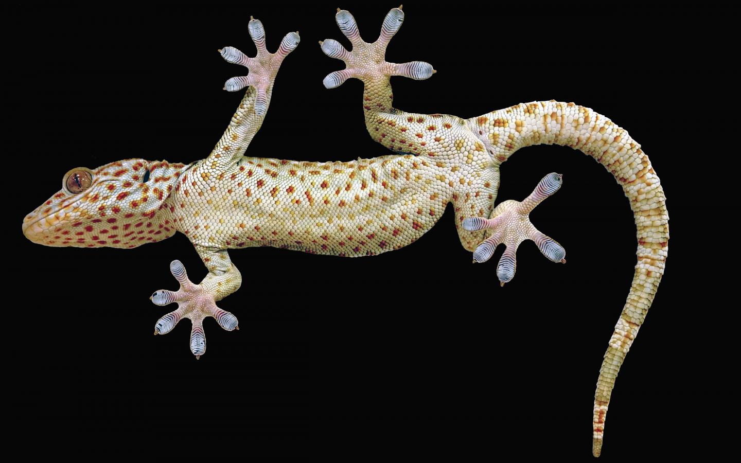 Tokay gecko