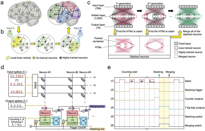 Image: Summary figure of the present research