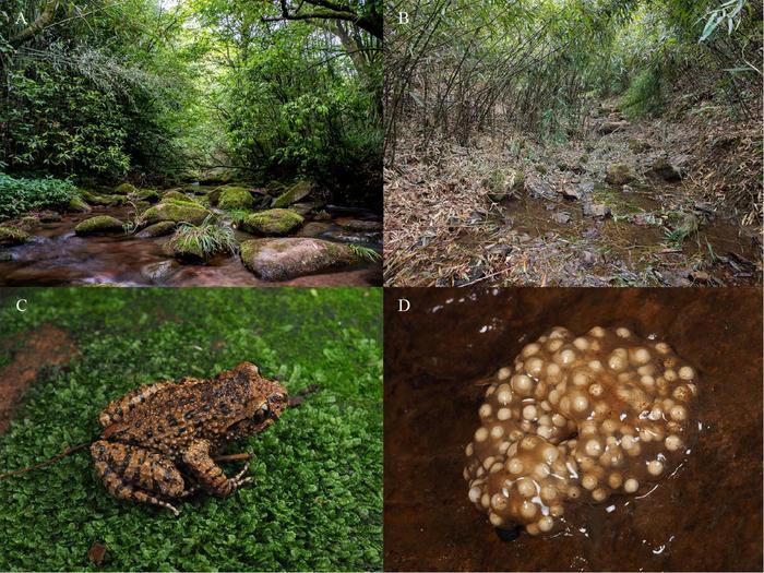Habitats of O. wumengmontis sp. nov. in the Wumeng Mountain National Nature Reserve.